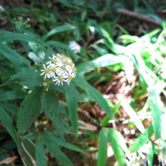 Stream 𓂻 music | Listen to songs, albums, playlists for free on