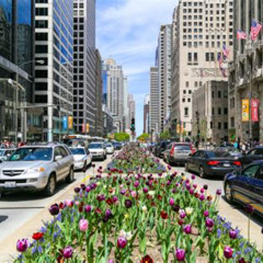 Best Things To Do In Magnificent Mile Chicago Tours Reviews