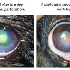 Best Treatment For Dog Eye Ulcer Reviews