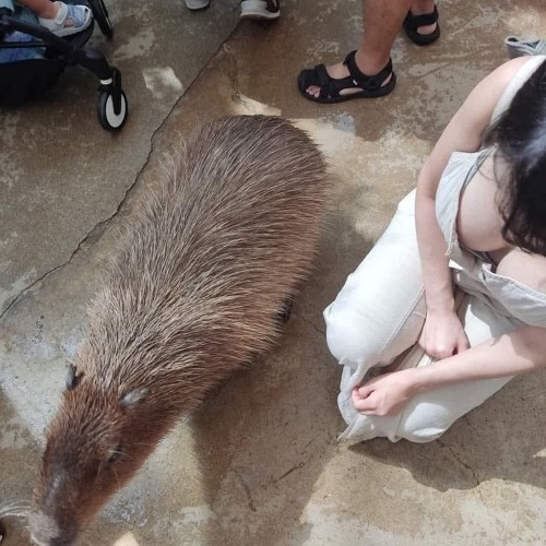 Mohican remix 4in1 vip 2025 | T-Monkey