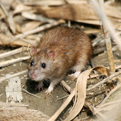 Alberta Marks 75 Years of Being Rat-Free