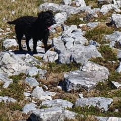 Summertime in the Highlands with dogs