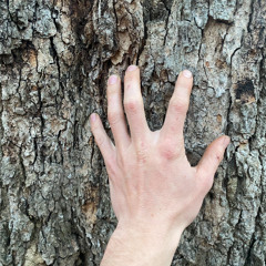 Sweet Trees