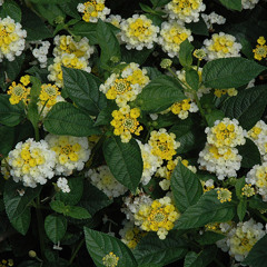WM - LIME GLOW (LEMON GLOW)