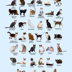 eu amo gatos