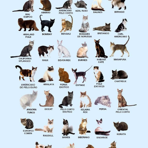 eu amo gatos