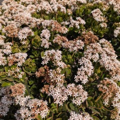 Nostalgia - Tonic Walter