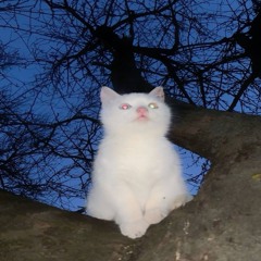 Гимн -LIL MORFY, zwwnrs^^^^, alwayswannasleep