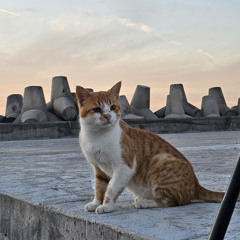 موال الصمود