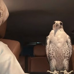 لا شفت زولك