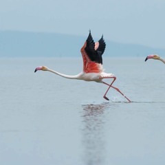 Greater Flamingo -- Delta de l'Ebre Natural Park, Catalonia, Spain
