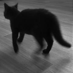 Natural Born Killer (demo)