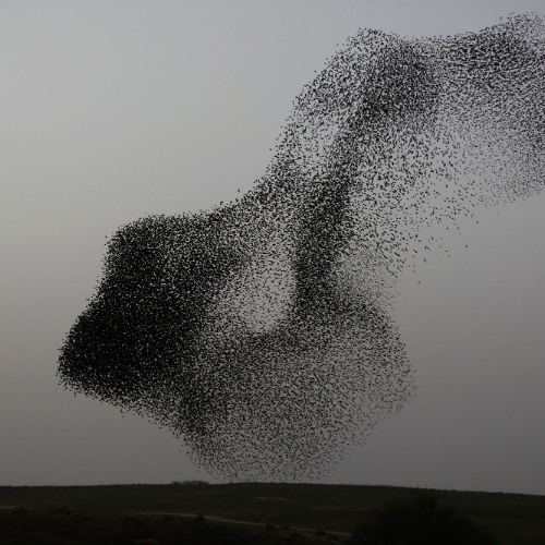 Starlings (alternate)