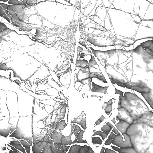 inssekt & senses - disaster (5v + silver + with3r)