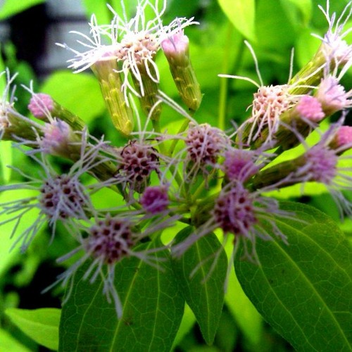 Calea ternifolia -FREE DOWNLOAD-