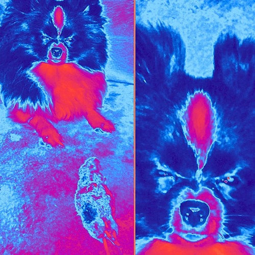 PriorGhost - butterscotch