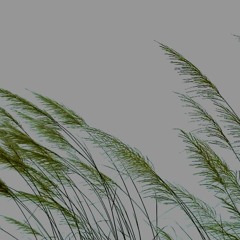 Un souffle passe - A Hush Falls