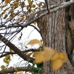 A Cold November Wind