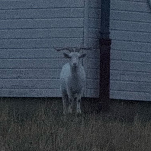 GOAT