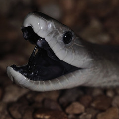 snakes - jeji (prod. High Flown)