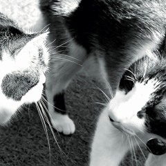 Catmix from Home @Zai 03_2025