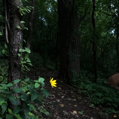 firefly