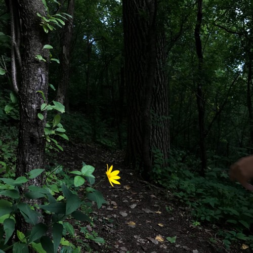 firefly