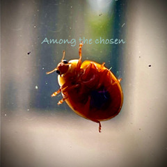 Among the chosen