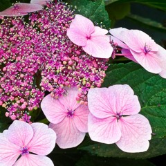 Hydrangea