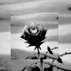 White Rose