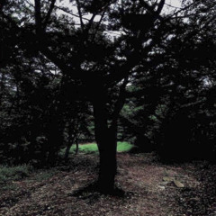 12. 따리