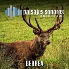 Berrea
