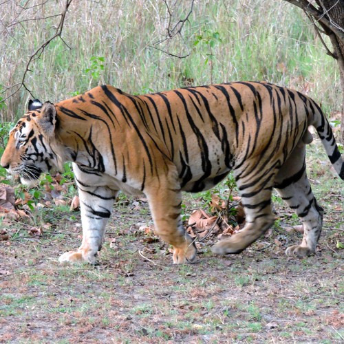 Bengal Tiger