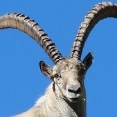 DAS BRETT WAS NICHT MEHR WEG RUTSCHT