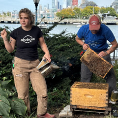 The Beekeepers of Battery Park: How Urban Hives Thrive