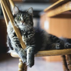 An Vũ | Hy Vọng Cover