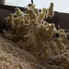 stooped w/ pijeon | Live on HydeFM | 12/10/25