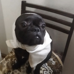 сливы наследство