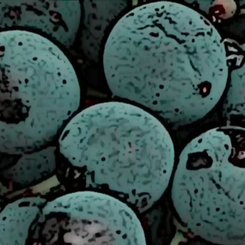 ripe grapes-naviarhaiku619