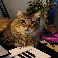 Living w/ Cats Episode 32