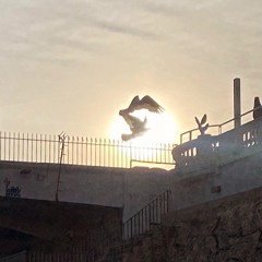 Catherine Rincée #26 Sea Birds