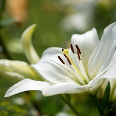 Cybernalia - Sleep Easy Friend (Original Mix)