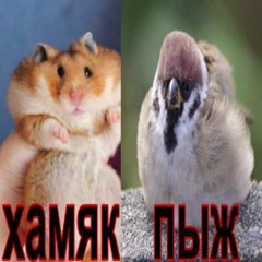 пыглики freestyle