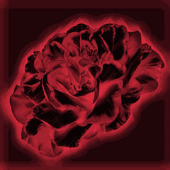 CamelliaV2 [Verbs] Inspired by @Peyton @Milkywayv