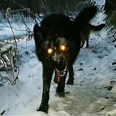 omarr - wolves (cargo) [hosted by glory + unblemished + immortl]