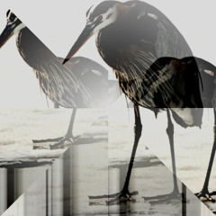 heron in winter-naviarhaiku576