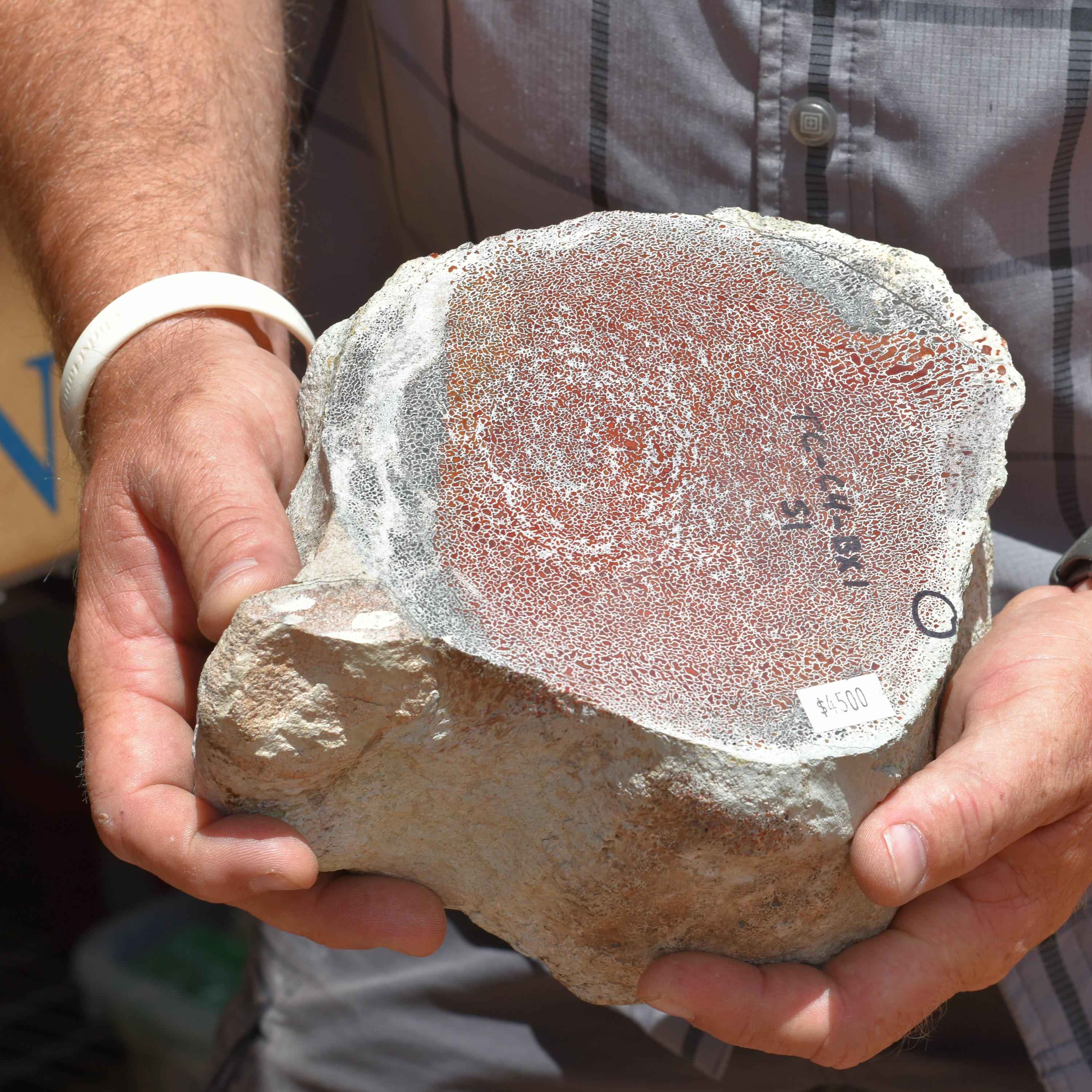 Feds prosecute Moab residents for allegedly stealing over $1M in dinosaur bones episode artwork