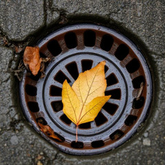 A Leaf In A Storm Drain