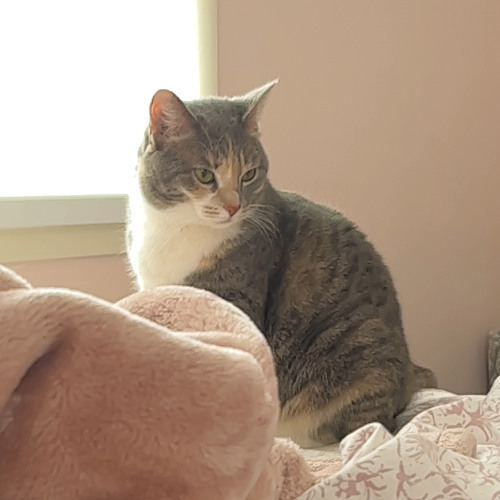 A Boogie- Back That Ass Up