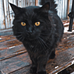 RiverKat